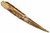 Fossil Shark (Asteracanthus) Dorsal Spine - Kem Kem Beds #277667-1